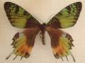 Urania ripheus aberration (Internet Image property of respective owner, non-commercial use only)